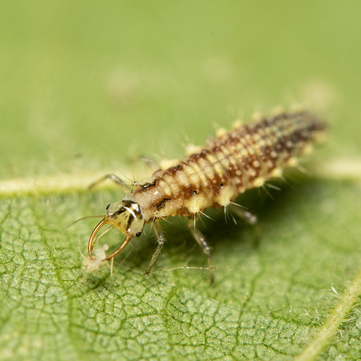Lacewing Larvae 4 Ways To Attract Lacewings To Your Garden Why You lacewing-larvae-4-ways-to-attract-lacewings-to-your-garden-why-you