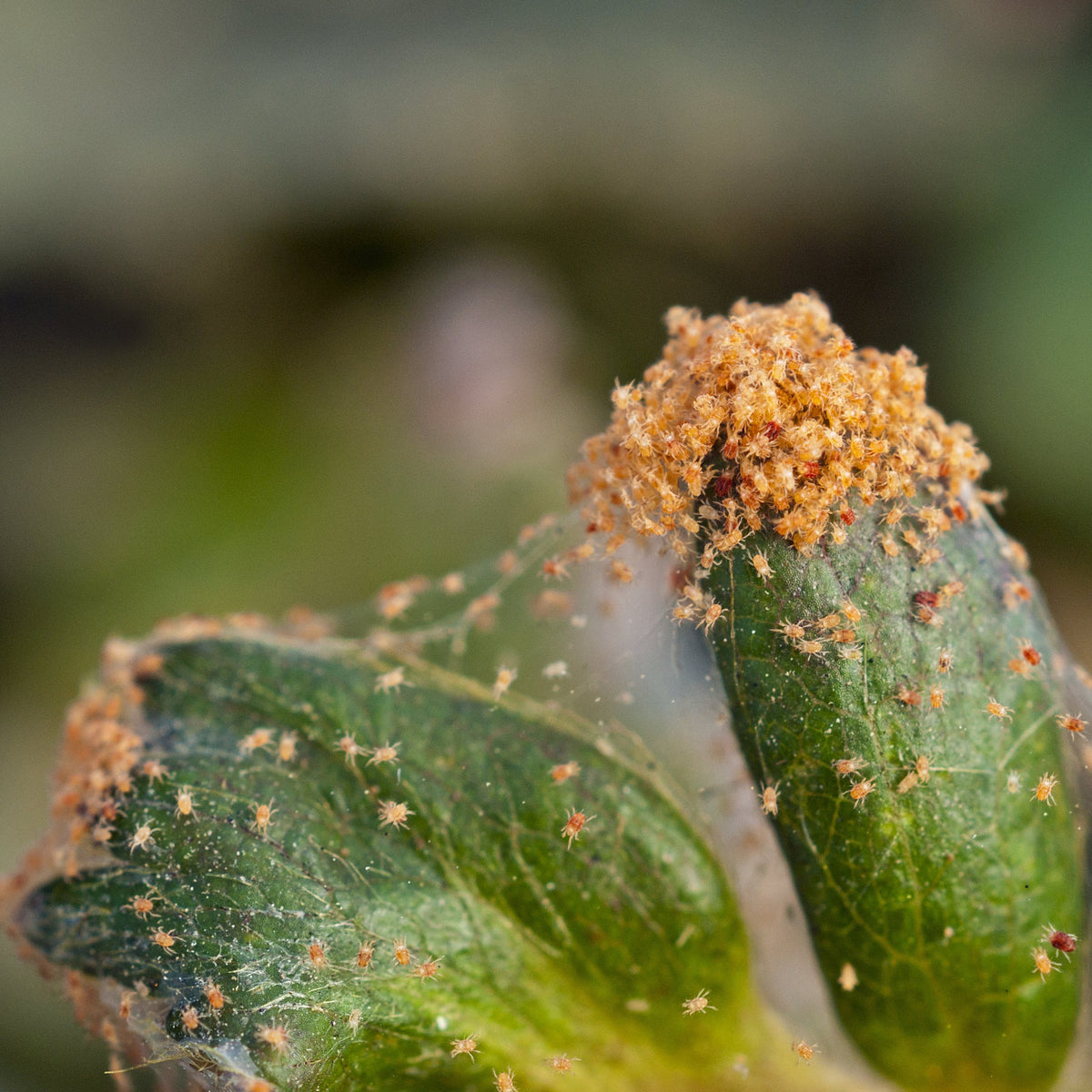 spider killing plants Spider Mite Control with AABS System (Spring Treatments) – Pest Free Gardening