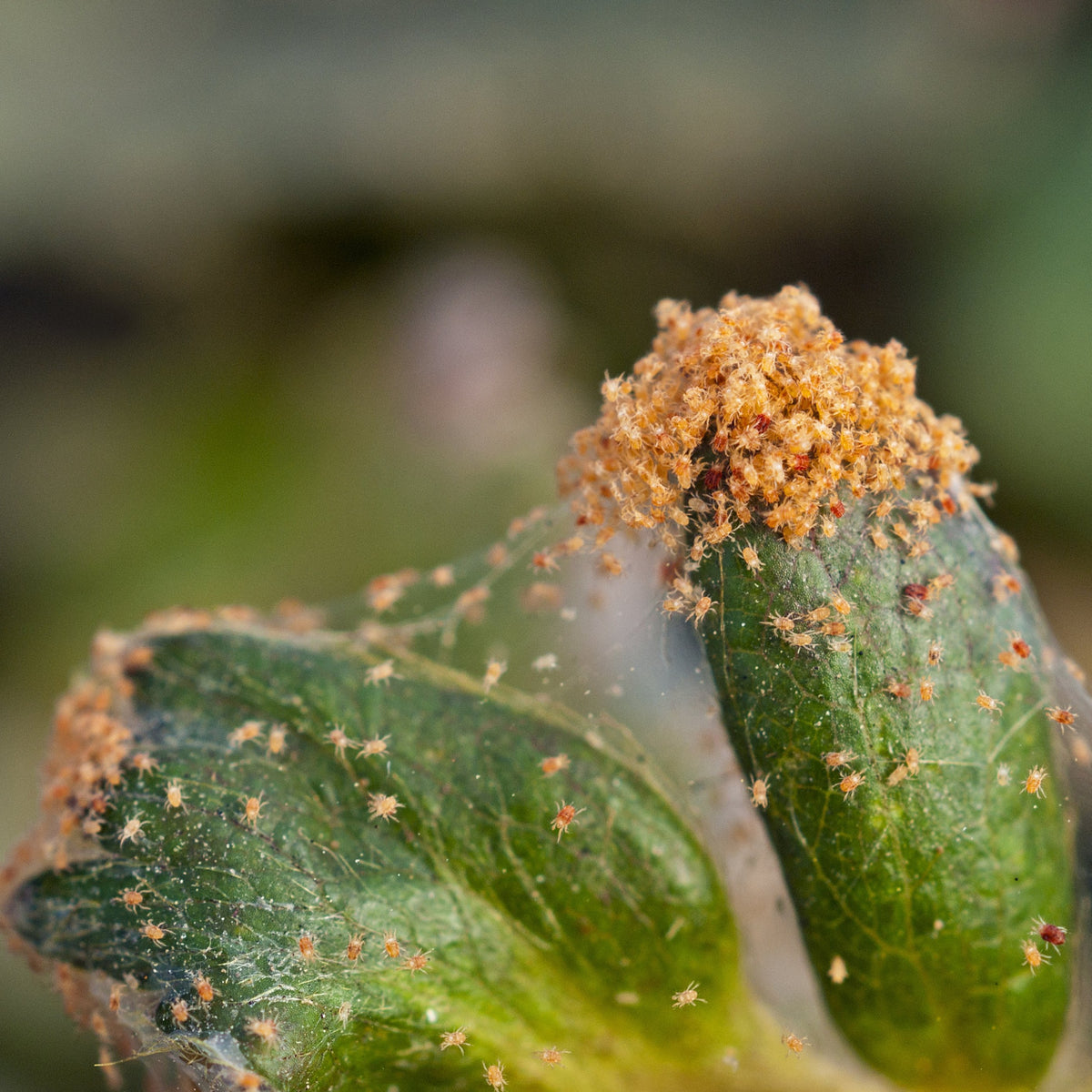 plant spider mites treatment Spider Mite Control with Phytoseiulus (Summer Treatments) – Pest Free Gardening