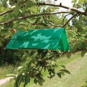 Light Brown Apple Moth Trap