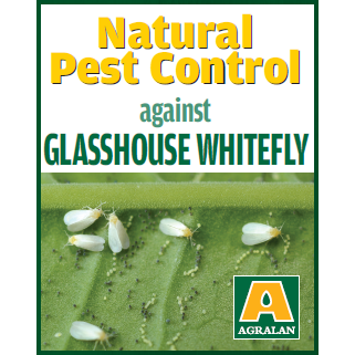 Whitefly Control with Encarsia ( Use above 16 Degrees)