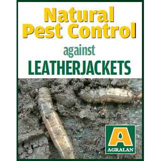 Leatherjacket Control with Steinernema Nematodes – Pest Free Gardening - Main Image