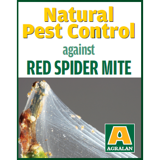 Spider Mite Control with Phytoseiulus (Summer Treatments)