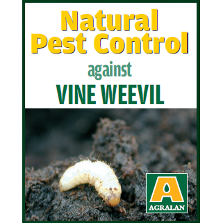 Vine Weevil Control - Spring/Summer Control