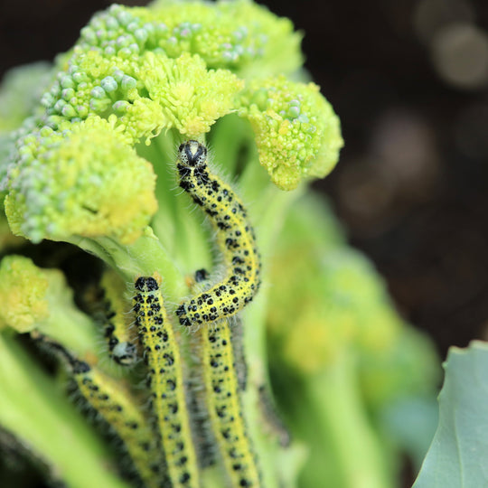 Caterpillar Control with Steinernema Carpocapsae