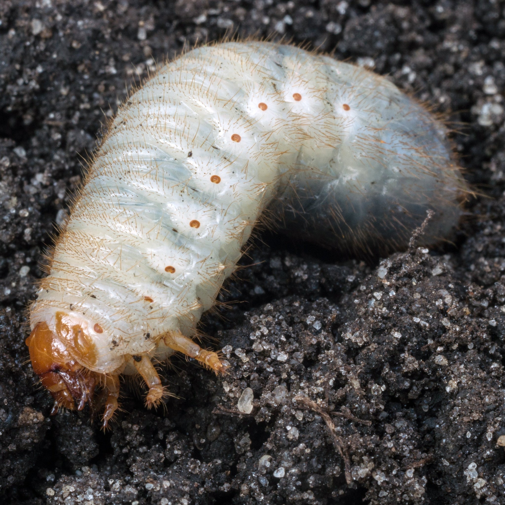 Nematodes and Natural Predators – Pest Free Gardening