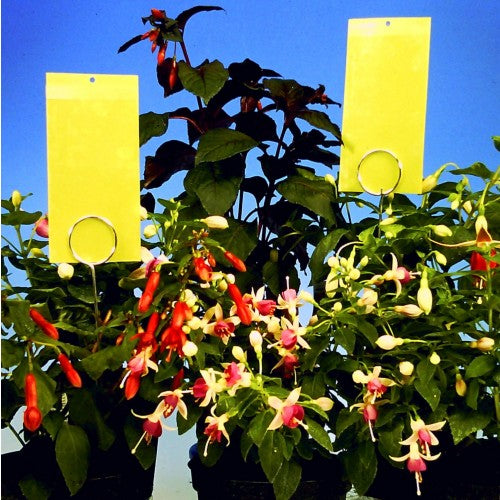 Mini Yellow Sticky Traps